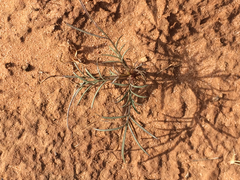 Thelesperma megapotamicum