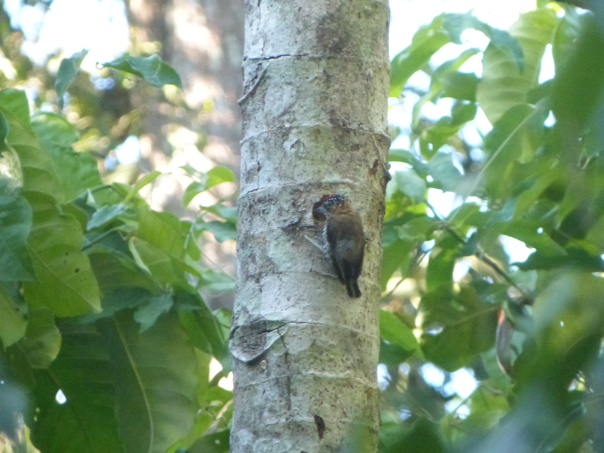 Ochre-collared Piculet (Picumnus temminckii), photo 10