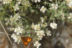 Thymus mastichina