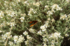 Thymus mastichina