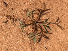 Thelesperma megapotamicum