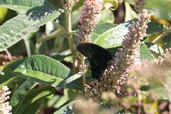 Papilio arcturus