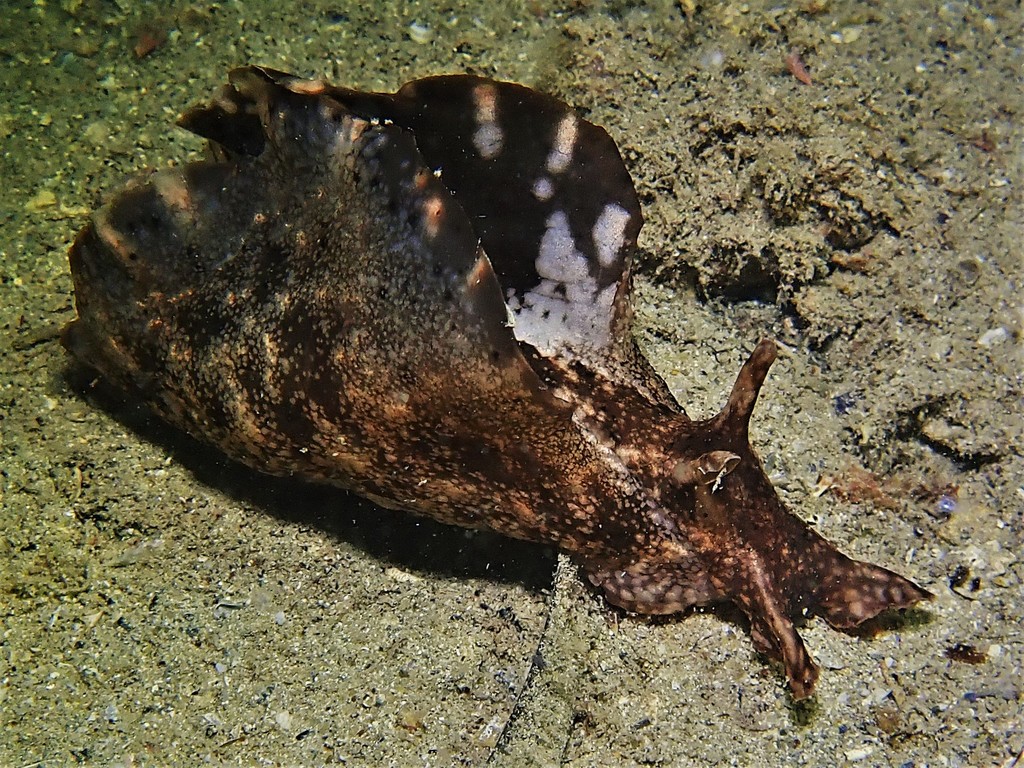Reticulated sea hare
