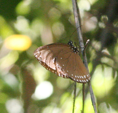 Euploea klugii erichsonii