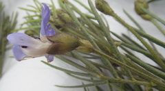 Psoralea affinis