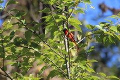 Pericrocotus ethologus