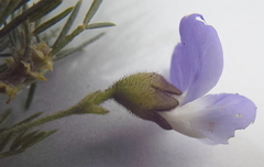 Psoralea affinis