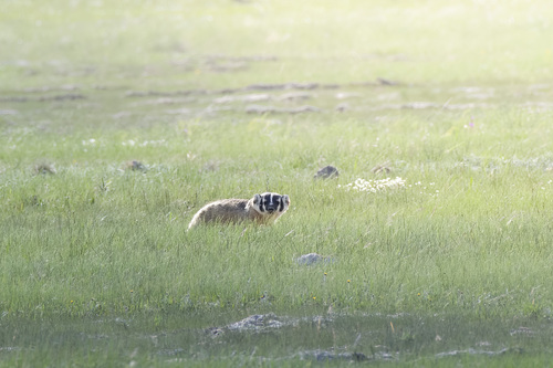 Northwestern American Badger photographed in Wyoming