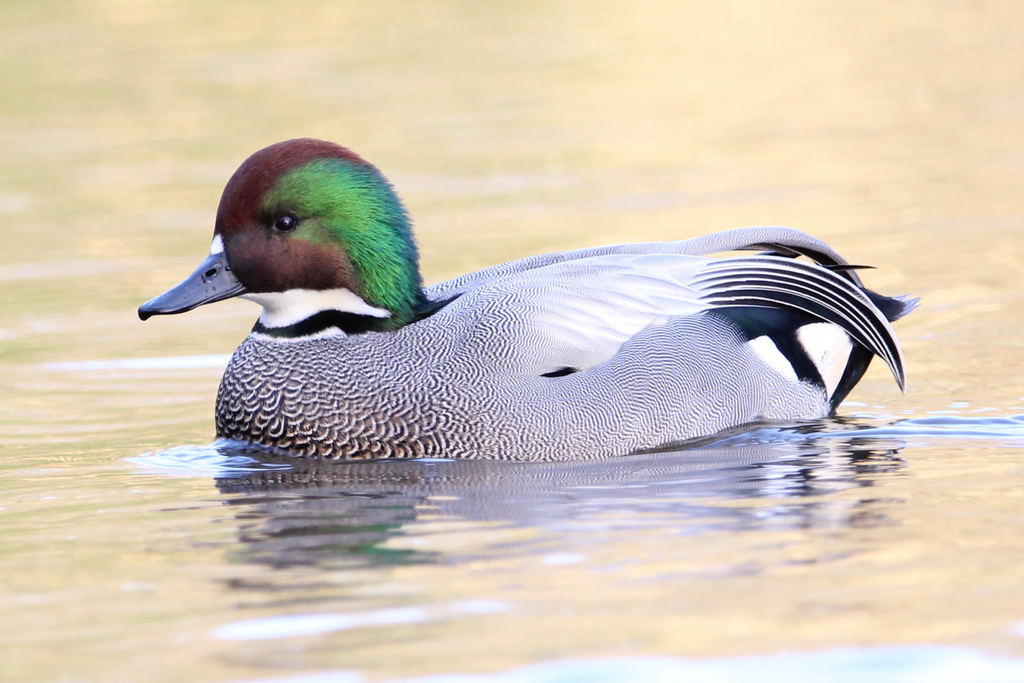 Falcated Duck
