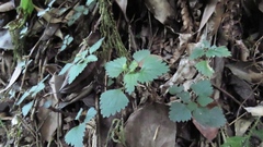 Nanocnide japonica