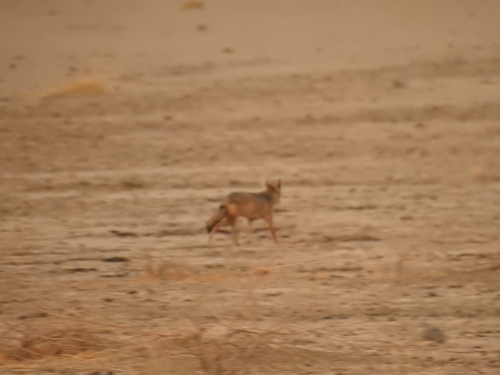 African Wolf