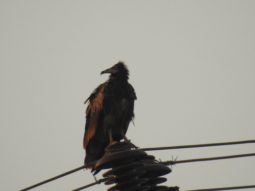 Egyptian Vulture