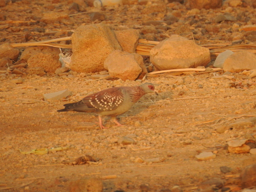Speckled Pigeon