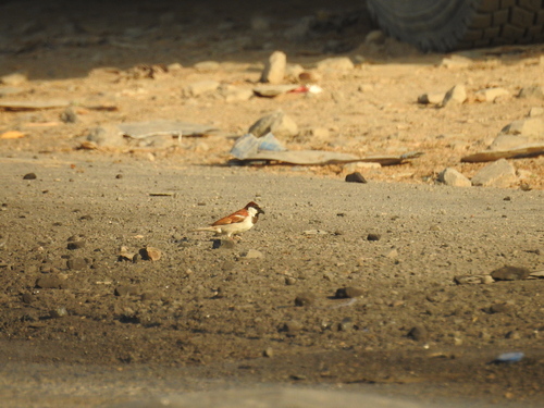 House Sparrow