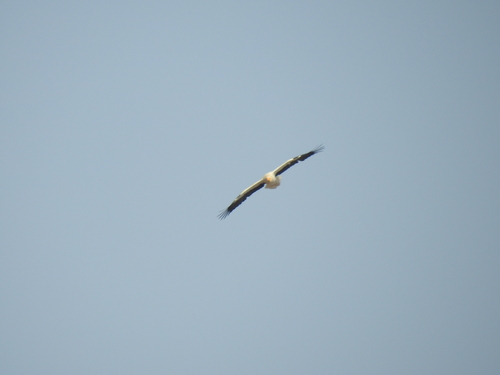 Egyptian Vulture