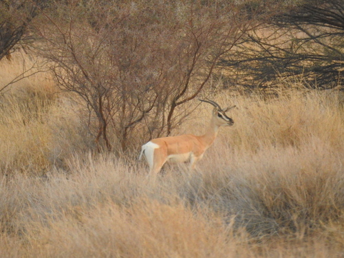 Sömmerring's Gazelle