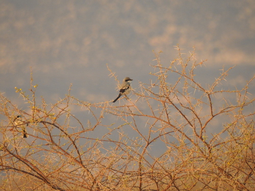 Great Gray Shrike