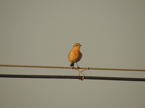 Isabelline Wheatear