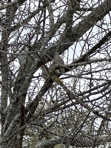 Common Ground Dove observed by tmurphy