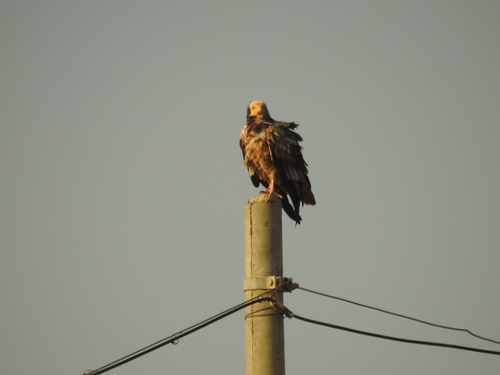 Egyptian Vulture
