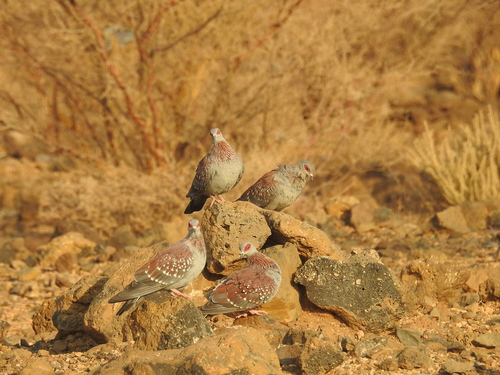 Speckled Pigeon