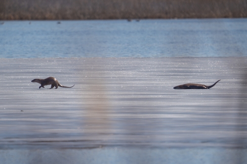 North American River Otter photographed in Delaware