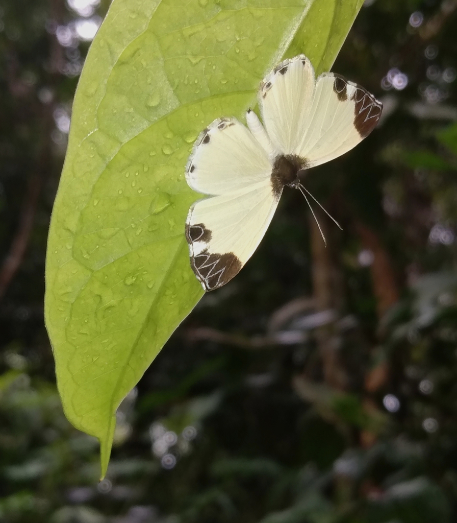 Nymphidium leucosia