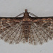 Montana Six-plume Moth - Photo (c) Jim Johnson, some rights reserved (CC BY-NC-ND), uploaded by Jim Johnson