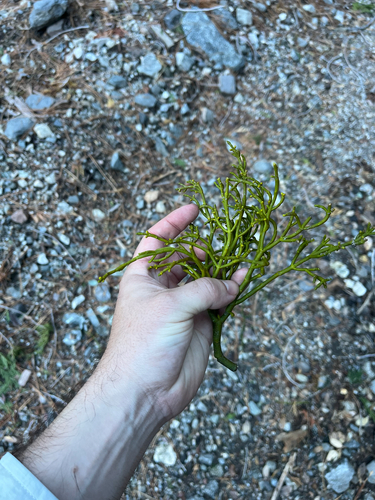 Incense Cedar Mistletoe (Phoradendron libocedri)