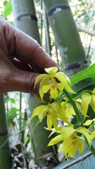 Calanthe striata