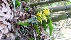 Calanthe striata