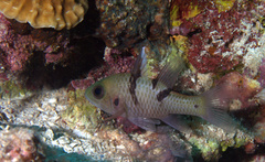 Pristicon trimaculatus