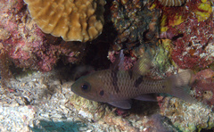 Pristicon trimaculatus