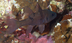Pristicon trimaculatus