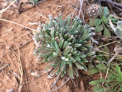 Cryptantha crassisepala crassisepala