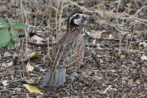 Northern Bobwhite observed by f6r4h9m