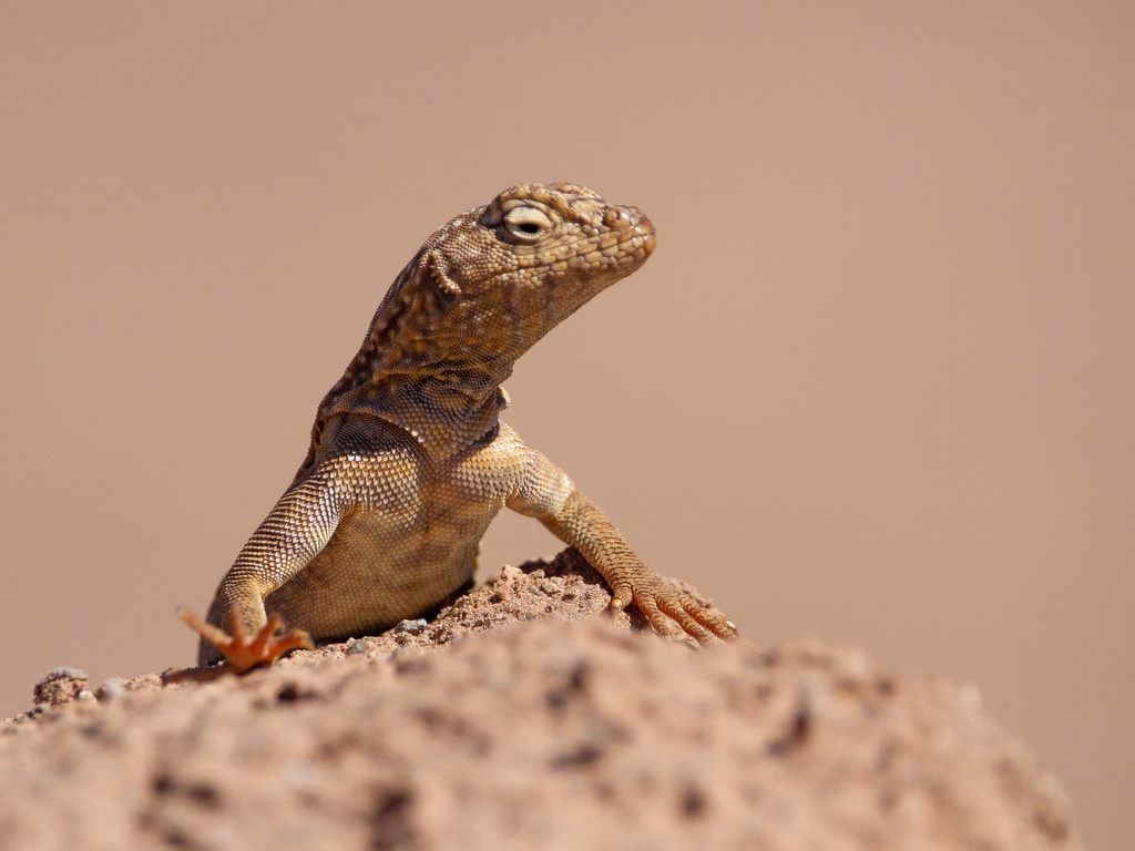 Small Pacific Iguana