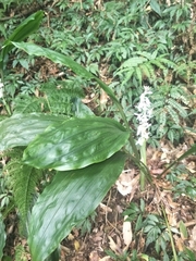 Calanthe aristulifera