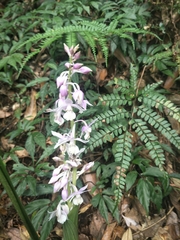 Calanthe aristulifera