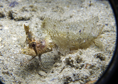 Cristiceps australis