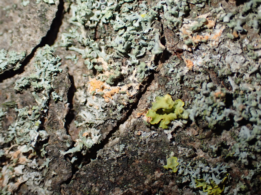 Erythricium aurantiacum · February 2026 · photo: © kh-c (iNaturalist, cc0)