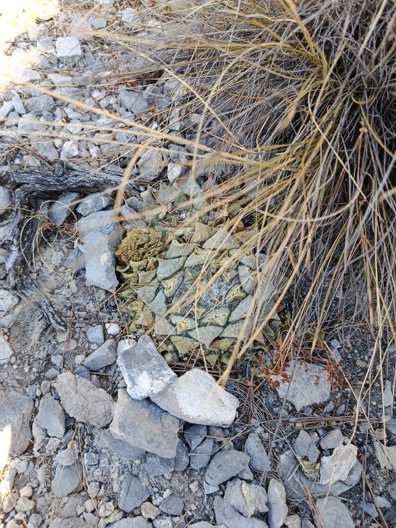 Living-Rock Cactus (Ariocarpus retusus)