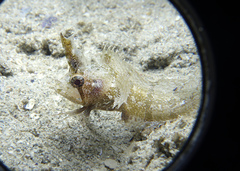 Cristiceps australis