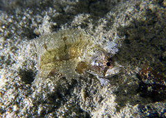 Cristiceps australis