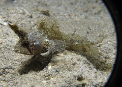 Cristiceps australis