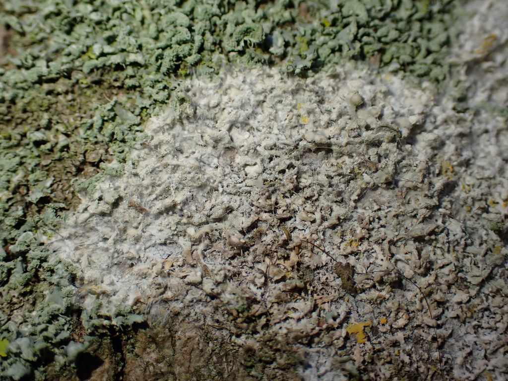 Athelia arachnoidea · February 2026 · photo: © kh-c (iNaturalist, cc0)