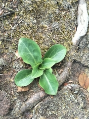 Swertia shintenensis