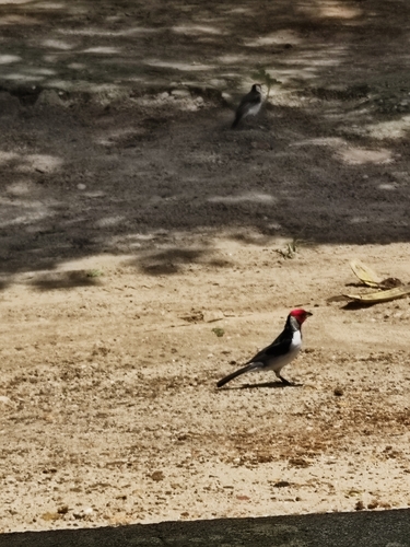 Red-cowled Cardinal