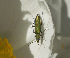 Lobonyx aeneus