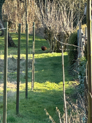 Fasan observed by matthias_riesenberg